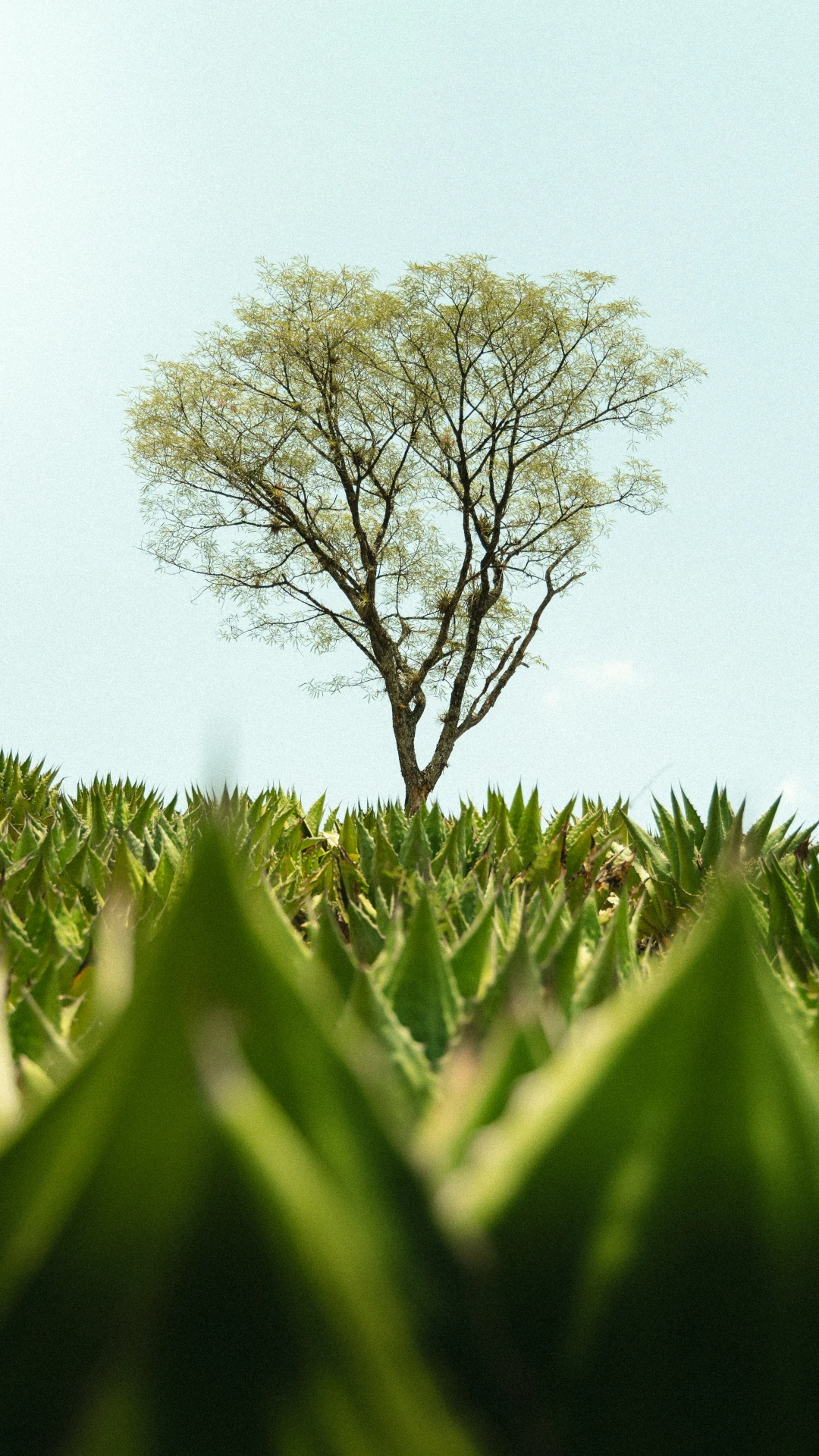 Spirit Distilled From Agave And Other Natural Flavors